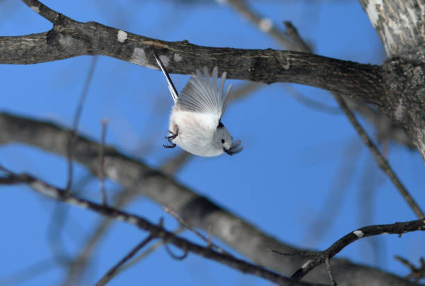 istock A long-tailed tit flapping its wings on a maple tree in a park in Hokkaido. 2082821988