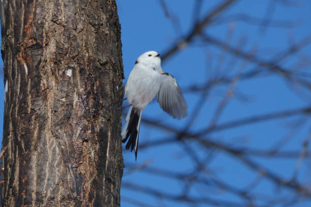 istock A long-tailed tit flapping its wings on a maple tree in a park in Hokkaido. 2082822009