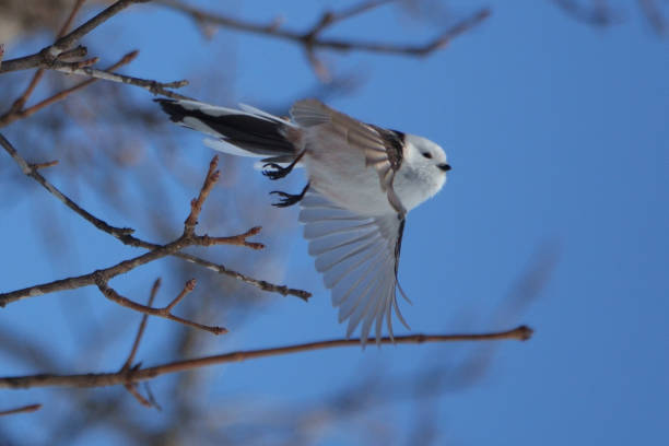 istock A long-tailed tit flapping its wings on a maple tree in a park in Hokkaido. 2082822520