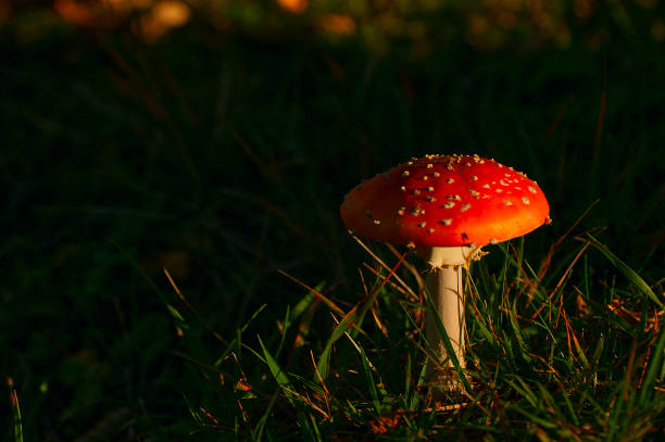 Amanita muscaria