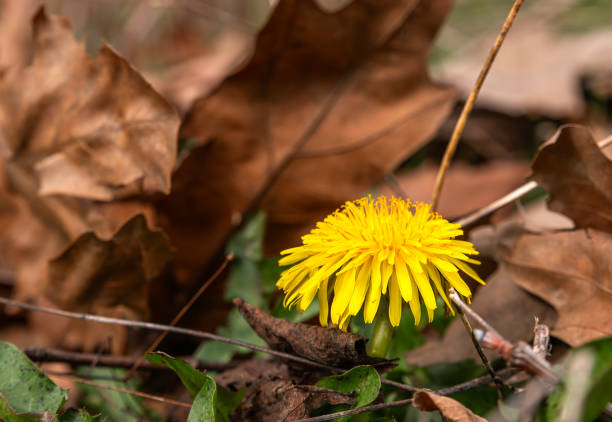 istock yellow and white daisies blooming on the ground 2082825114