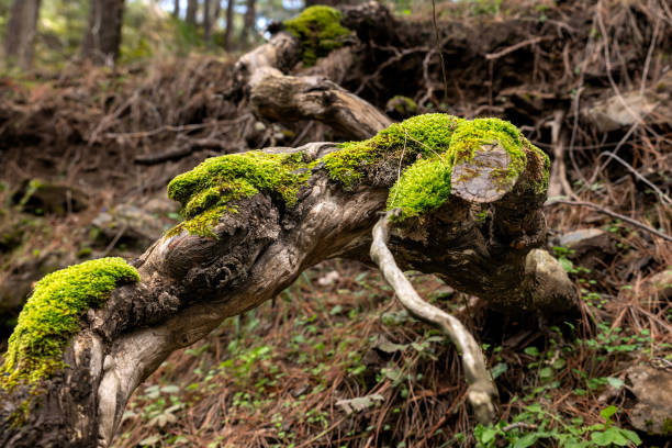 istock Tree branch and pine cone covered with moss in a damp forest 2082828782