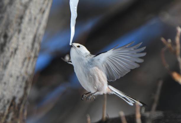 istock A long-tailed tit hovers and licks an icicle formed on a maple tree in a winter park in Hokkaido. 2082848963