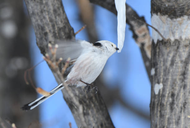 istock A long-tailed tit hovers and licks an icicle formed on a maple tree in a winter park in Hokkaido. 2082849489