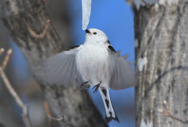 istock A long-tailed tit hovers and licks an icicle formed on a maple tree in a winter park in Hokkaido. 2082849500
