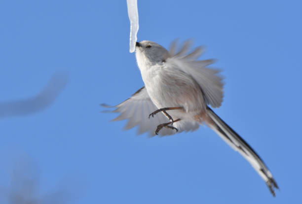 istock A long-tailed tit hovers and licks an icicle formed on a maple tree in a winter park in Hokkaido. 2082849504