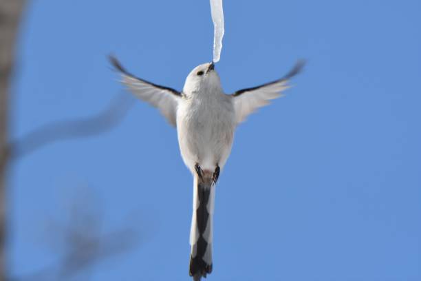 istock A long-tailed tit hovers and licks an icicle formed on a maple tree in a winter park in Hokkaido. 2082850012