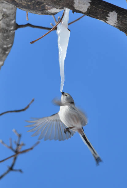 istock A long-tailed tit hovers and licks an icicle formed on a maple tree in a winter park in Hokkaido. 2082850532