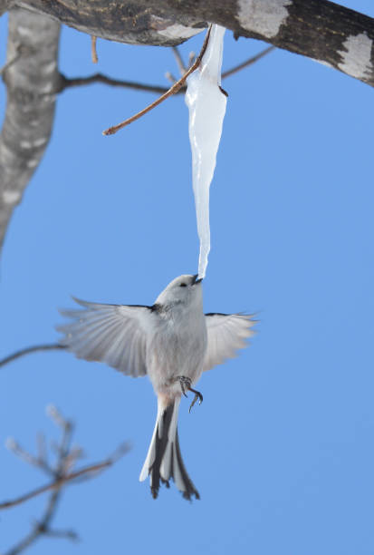 istock A long-tailed tit hovers and licks an icicle formed on a maple tree in a winter park in Hokkaido. 2082851064