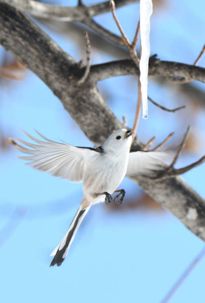 istock A long-tailed tit hovers and licks an icicle formed on a maple tree in a winter park in Hokkaido. 2082851089