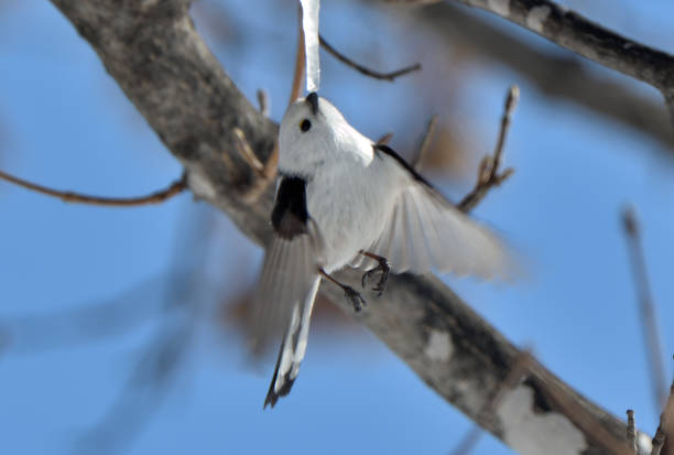 istock A long-tailed tit hovers and licks an icicle formed on a maple tree in a winter park in Hokkaido. 2082851602