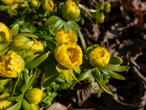 Macro shot of yellow winter aconite (Eranthis hyemalis) 'Flore Pleno', a variation with fully double yellow flowers, emerging from the ground in early spring in bright sunlight