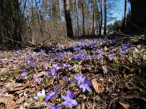 Field of Common hepatica (Anemone hepatica or Hepatica nobilis) blooming with purple flowers in sunlight in the forest. Beautifu and delicate floral background