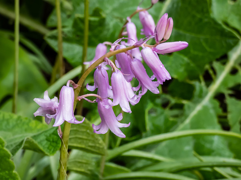 Close-up of the Spanish bluebell (Endymion hispanicus or Scilla hispanica) flowering with pale pink pendulous bell flowers in spring