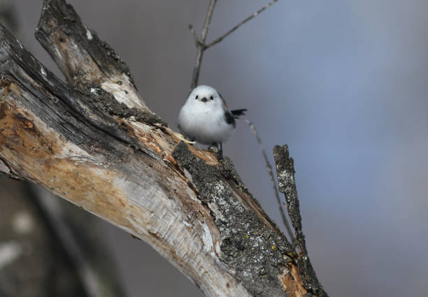 istock A Long-tailed tit perches on a tree in a winter park in Hokkaido. 2082862550