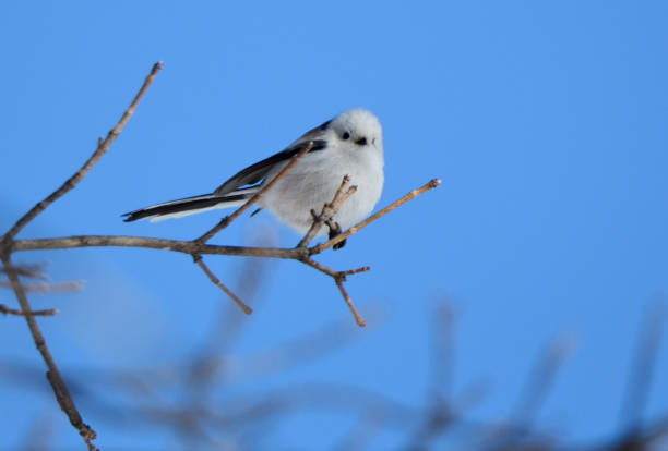 istock A Long-tailed tit perches on a tree in a winter park in Hokkaido. 2082863060
