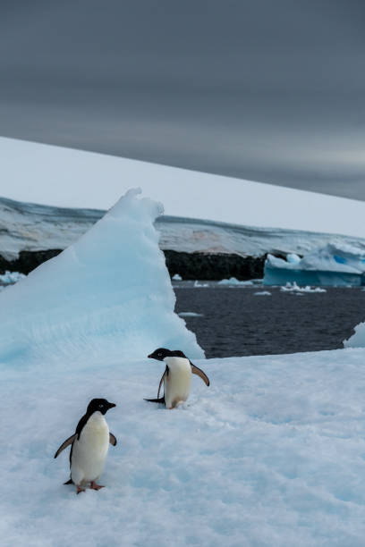 istock Adelie Penguin standing on an iceberg 2082863615