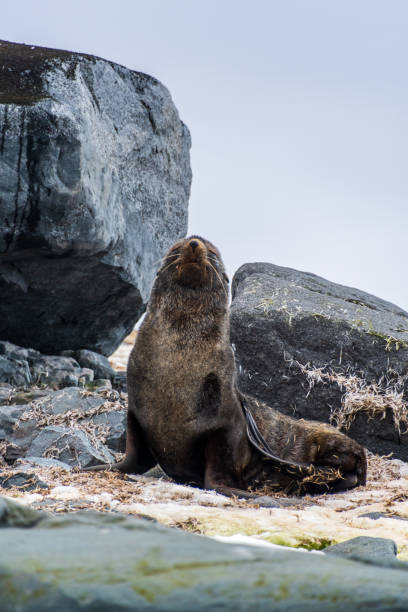 istock Fur seal on a rock 2082863618