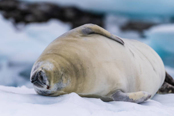 istock Crabeater Seal resting on a sheet of ice 2082863643