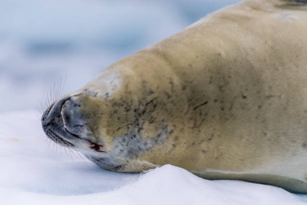 istock Crabeater Seal resting on a sheet of ice 2082863649