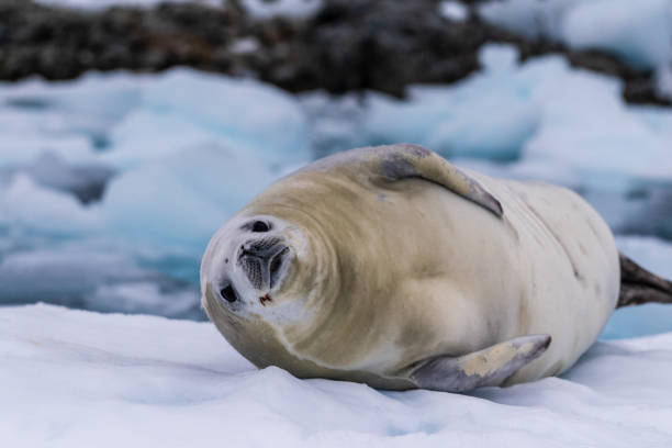 istock Crabeater Seal resting on a sheet of ice 2082863652
