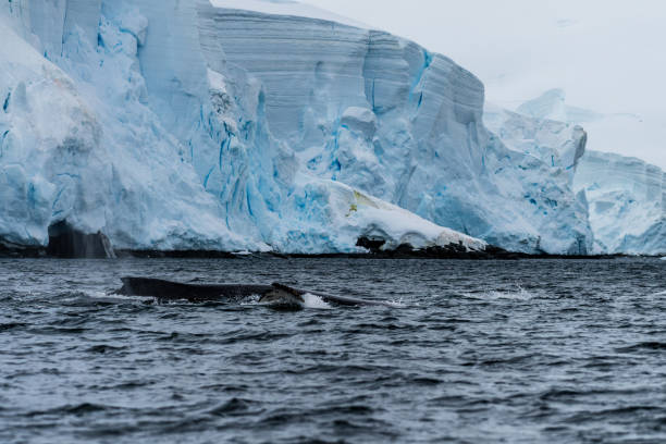 istock Tail of a humpback whale in the Antarctic 2082864203