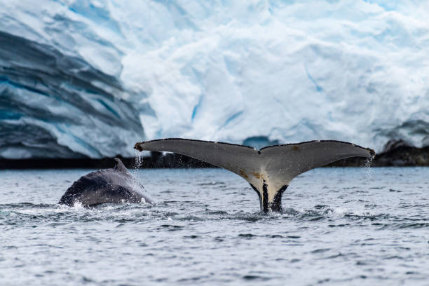 istock Tail of a humpback whale in the Antarctic 2082864209