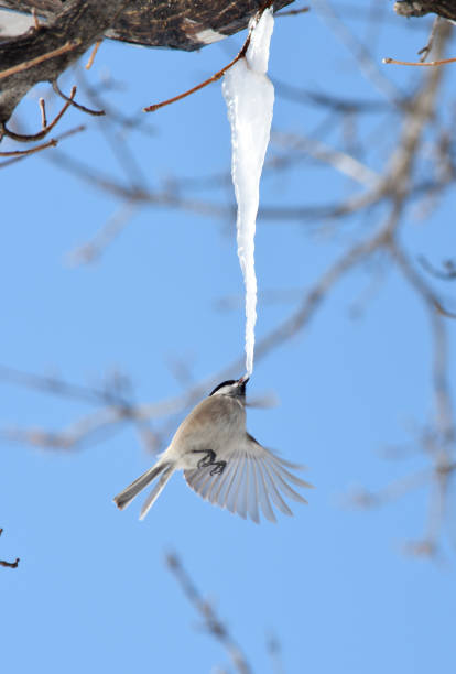 istock A Marsh tit hovers and licks an icicle formed on a maple tree in a winter park in Hokkaido. 2082876263