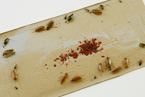 pest control treatment, german cockroach trapped on a sticky paper sheet