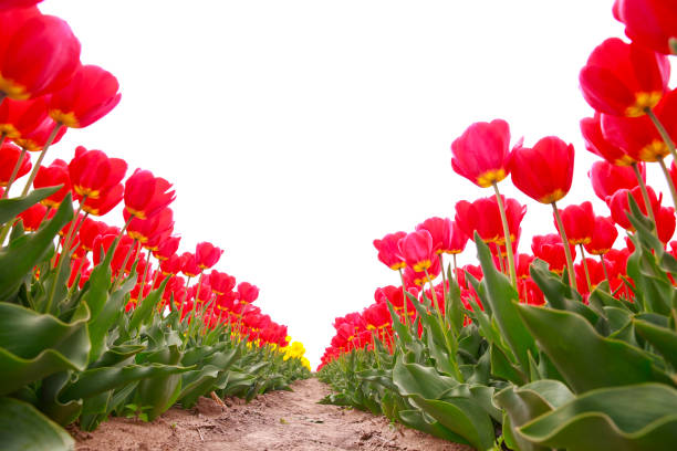 White tulip on white background
