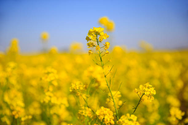 istock Yellow rape flower bloom in the farm 2082880569