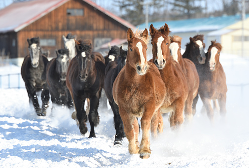 Horse chasing Exercise of a herd of farm horses in winter in Otofuke, Hokkaido