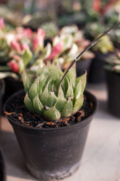 istock The Haworthia mucronata cactus plant 2082890145