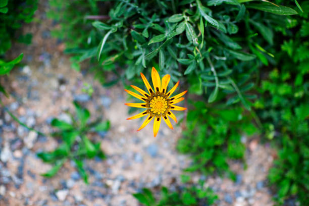 Beautiful yellow flower on green grass background copy space top view