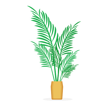Vector areca palm leaf isolated on white background
