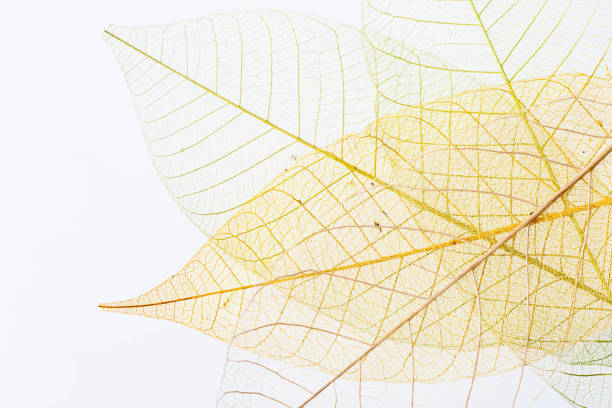 abstract of Leaf veins with a clipping path stock photo stock photo