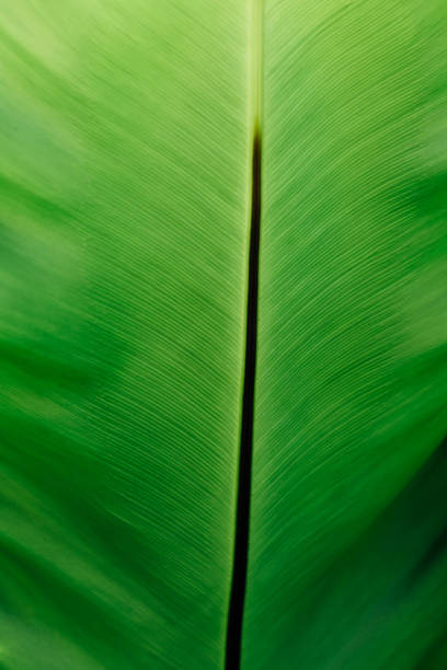 istock close-up green leaves background 2082904256