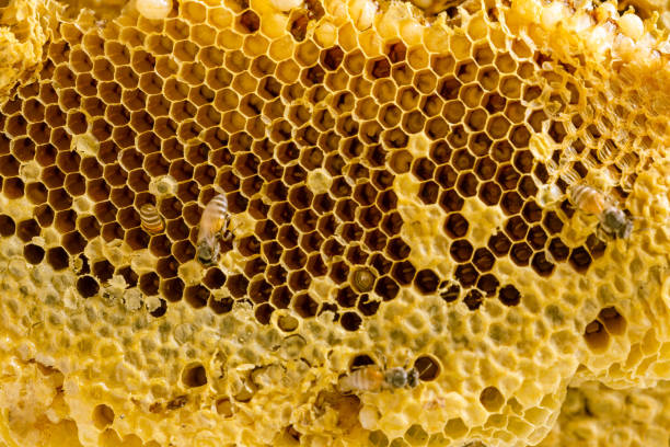 close up honeycomb background stock photo