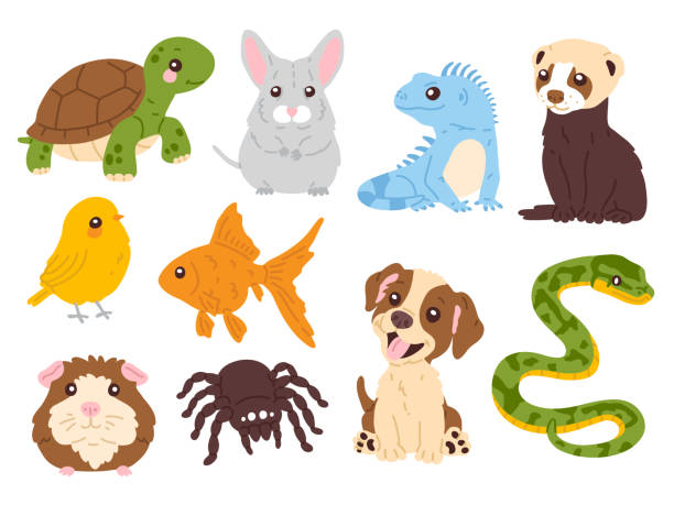 set of cute pets animals Vector illustration set of cute pets animals for digital stamp,greeting card,sticker,icon,design drawing of ferrets stock illustrations