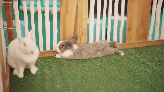 Happy and cute bunnies live in the house