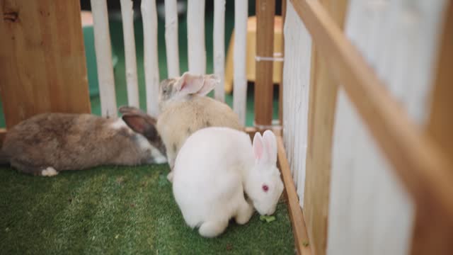 Happy and cute bunnies live in the house