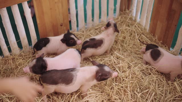 Mini pigs living together in the pig pen