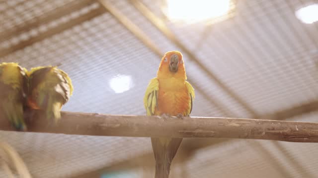 Colorful parrots live in the big birdcage at the zoo