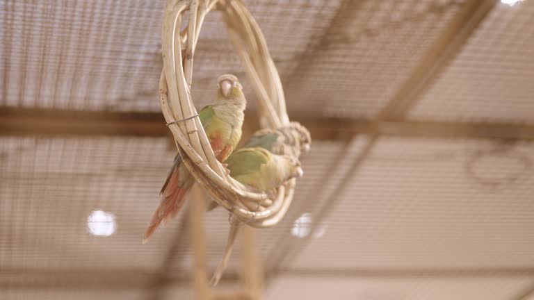 Colorful parrots live in the big birdcage at the zoo