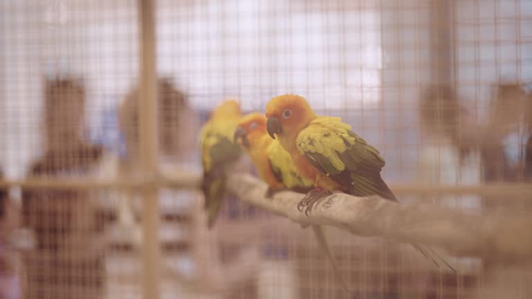 Colorful parrots live in the big birdcage at the zoo