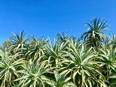 Agave americana in nature background. Close up of huge agave plants. Thickets of the agave plant.