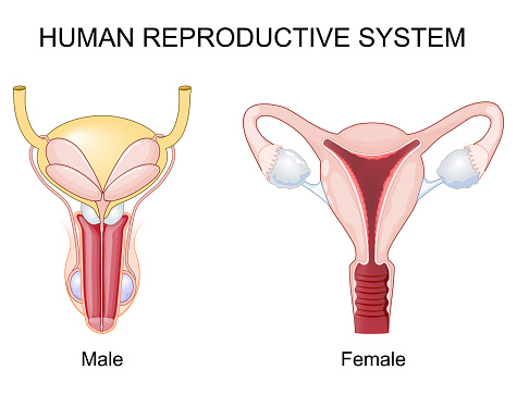 Human reproductive system. Female and male Reproductive organs. Cross section of a Uterus with Fallopian tube and Ovary. Close-up of Seminal vesicles, Epididymis, and Prostate gland. Vector illustration