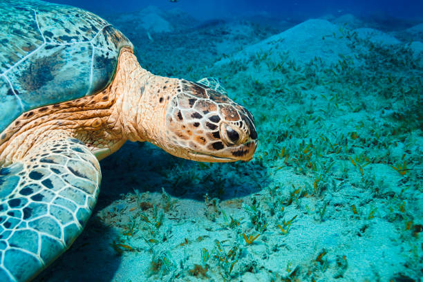 istock Sea turtle Underwater explore and enjoy,  with turtle.  Sea life 2082962783