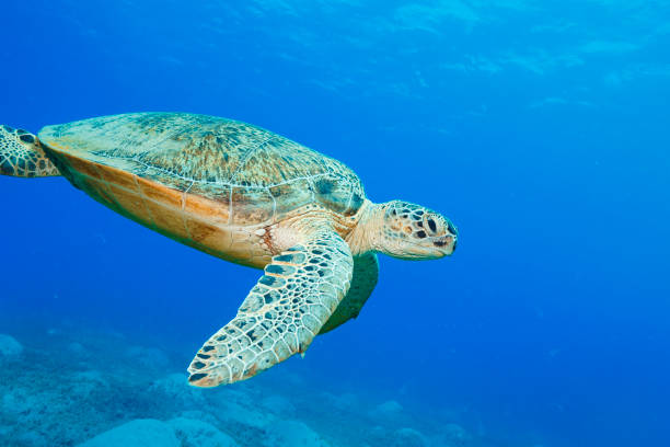 Scuba diving. Beautiful sea life  Sea turtle  Beauty in nature, Underwater scene animal wildlife,  explore and enjoy at tropical sea.