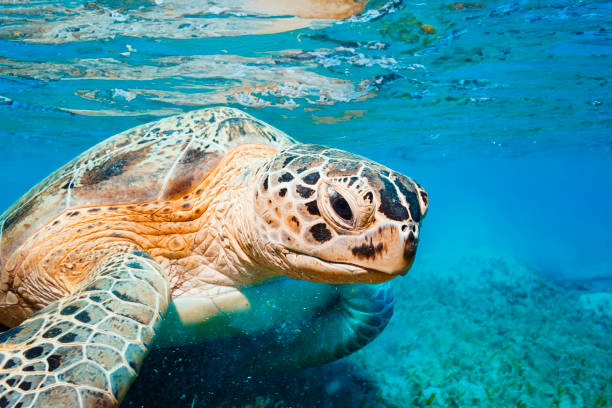 istock Sea turtle Underwater explore and enjoy,  with turtle.  Sea life 2082963376